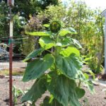 photo essay: life cycle of a sunflower that volunteered in my garden