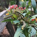 Monarchs thrive in the East Bay